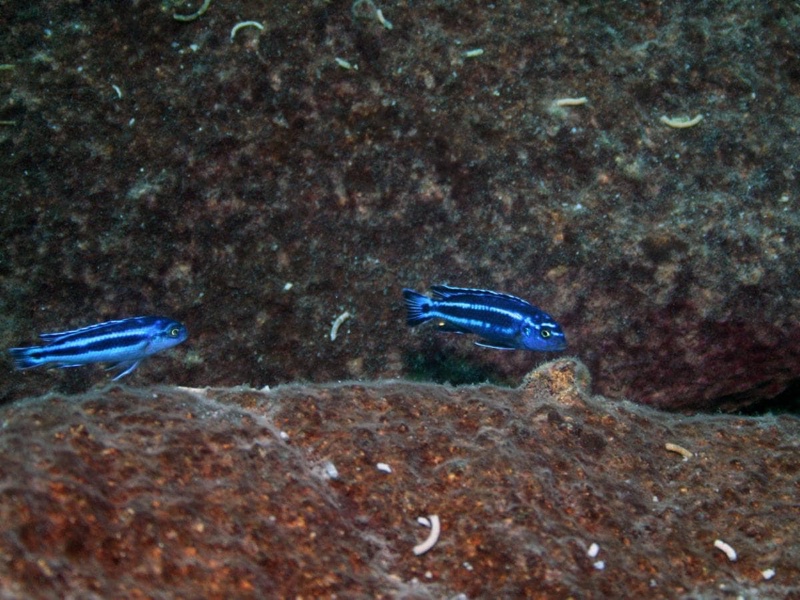 Pseudotropheus cyaneorhabdos 'Maingano Island'